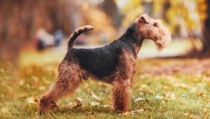 Welsh terrier: beskrivelse, indhold og træning