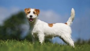 Tot el que necessites saber sobre el Jack Russell Terrier de pèl filat