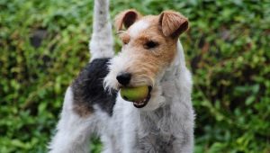 Viss, kas jums jāzina par Wire Fox Terriers