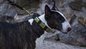 All about bull terriers