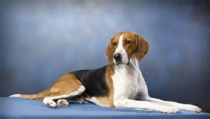 All About Foxhounds