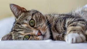 All about cats: description, types and content