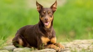 All about the Australian Kelpie dog breed
