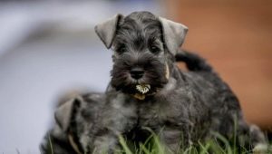 All about the Giant Schnauzers