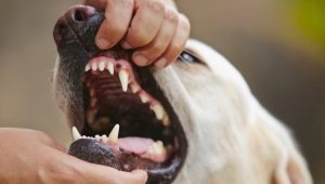 Δόντια σε σκύλους: αριθμός, δομή και φροντίδα
