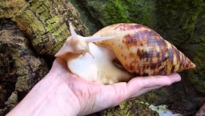 Achatina reticulata: types and cultivation