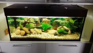 Akvarium 150 liter: dimensioner, belysning og udvalg af fisk