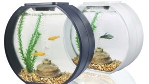 Aquarium for beginners: the choice of an aquarium and fish, care features