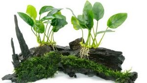 Akvarijná rastlina Anubias: druh, údržba a pestovanie