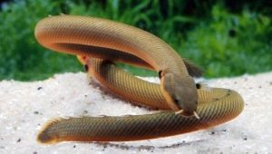 Аквариумни змии: сортове, селекция, грижи, размножаване