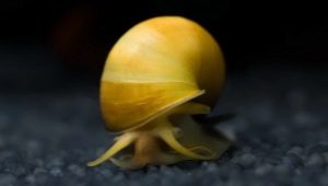 Aquarium snails: pros and cons, varieties, care and reproduction