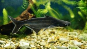 Pesce gatto squalo d'acquario: descrizione, cura e allevamento