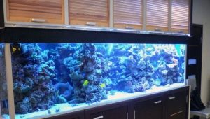 Akvarier på 1000 liter eller mere: funktioner og udvalg af fisk
