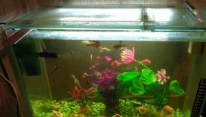 Akvária na 30 litrů: velikosti, počet ryb a jejich výběr