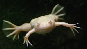 Beyaz akvaryum kurbağası: içerik için açıklama ve öneriler