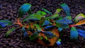 Bucephalandra: sorter, holde i akvariet og pleje