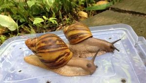 Ano at paano pakainin ang Achatina snails sa bahay?