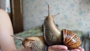 What do snails eat and how to feed them at home?