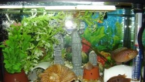 Filtre de fond d'aquarium : objectif, avantages et inconvénients