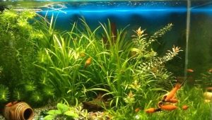 Fosfaten in het aquarium: normen en niveauregeling