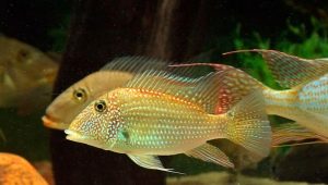 Geophagus: varieties, recommendations for keeping and breeding