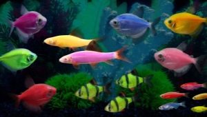 Glofish fish: glowing fluorescent aquarium dwellers