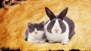 Rok králika (mačky): vlastnosti a kompatibilita