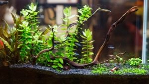 Tlo za akvarijske biljke: vrste, odabir i primjena