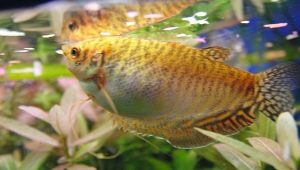 Gold gourami: what does it look like and how to care for it?