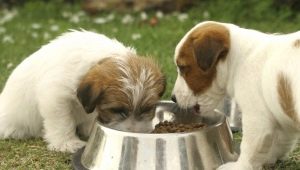 How and what to feed puppies at the age of 1 month?