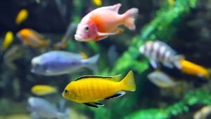 How and what is the best way to feed cichlids?