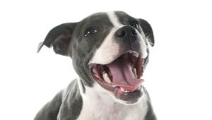 Bir köpeğin yaşı dişlerinden nasıl belirlenir?