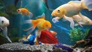 How to choose names for fish?