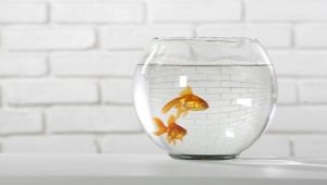 Hvordan ta vare på gullfisk i et rundt akvarium?