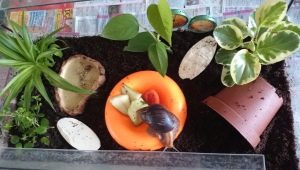 Paano pumili at magbigay ng kasangkapan sa isang snail terrarium?