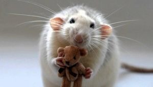 אילו מפורסמים נולדו בשנת העכברוש?