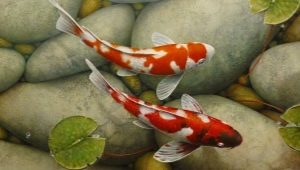 Koi carps: types and recommendations for keeping