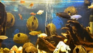 Kokosrieksts akvārijā: kā ar savām rokām izveidot māju zivīm?