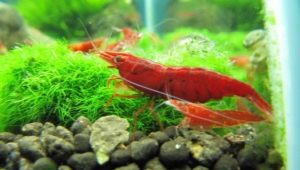 Cherry krevety: popis a obsah v akváriu