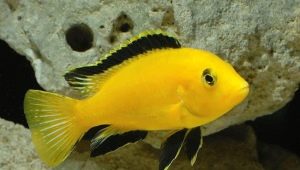 Labidochromis: tipos populares y consejos para mantener