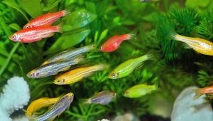 Kleine aquariumvissen: variëteiten en keuzes