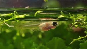 Guppy fry: how much do they grow and how to care for them?