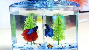 Mini-akvarier: hvordan udstyres og hvilken slags fisk skal man få?