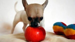 Can apples be given to dogs and in what form?