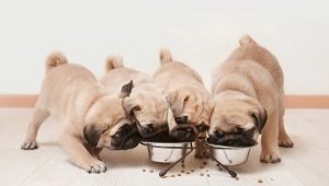 Định mức thức ăn khô cho chó con: bảng tính, tỷ lệ tần suất và quy tắc cho ăn
