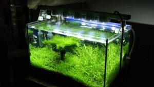 Pencahayaan akuarium: memilih dan menggunakan lampu