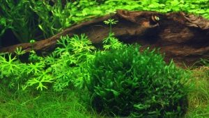 Liver moss in an aquarium: how to plant and properly care for it?