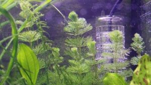 Hydrogen peroxide for the aquarium: dosage and application