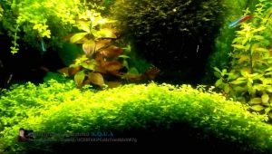 Žemės dangos augalai akvariume