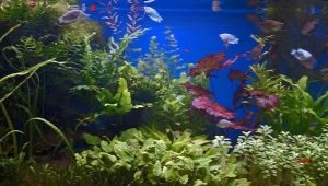 Sladkovodní akvárium a jeho obyvatelé
